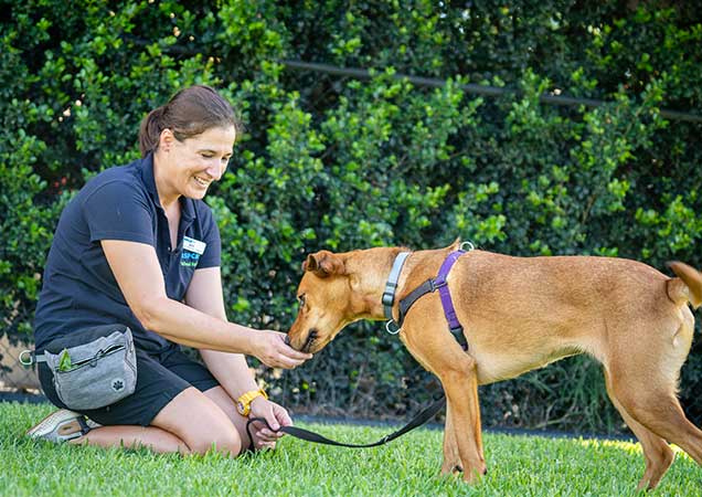 dog training and socialisation